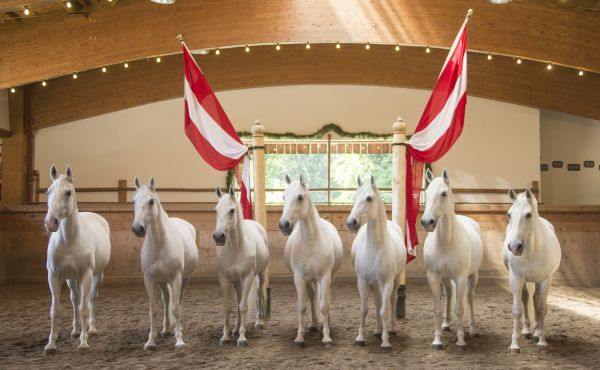 Lipizzaner Reitschule