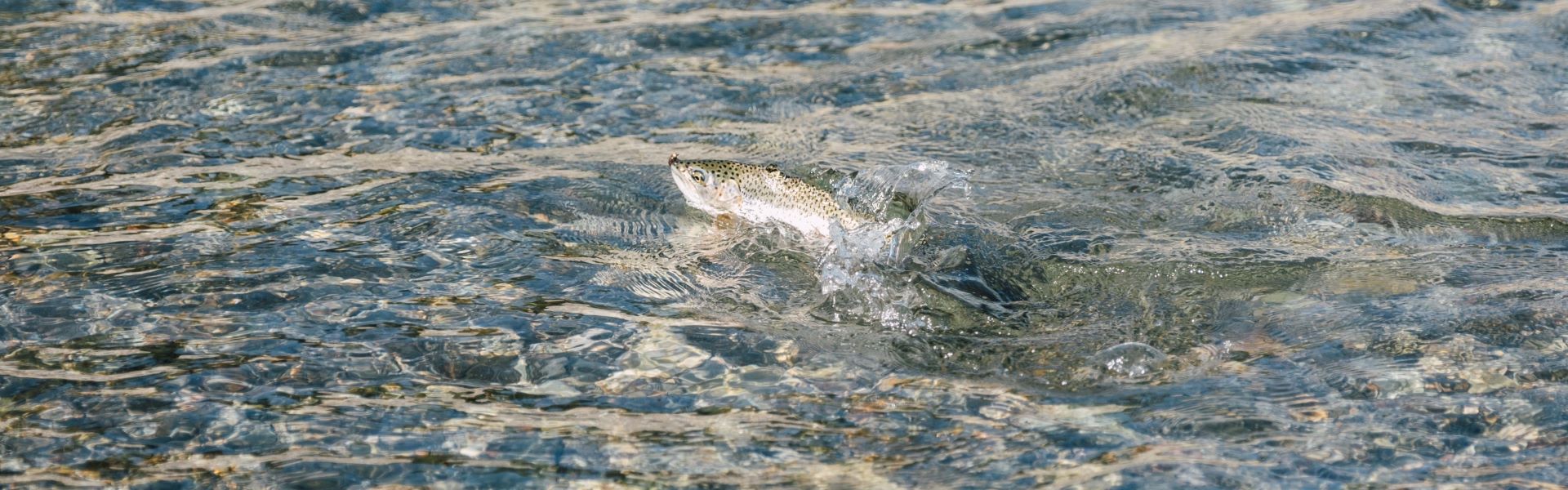 <strong>St. Angler-wirt </strong><br><br>The vast area is reserved exclusively for Stanglwirt anglers and is crossed by a lovely mountain stream about 14 km long, where the fish find numerous flat or shallow places to linger.