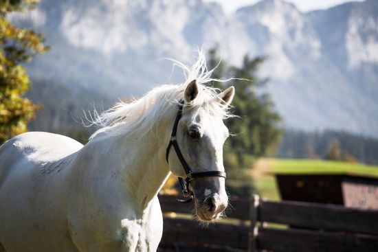 Lipizzaner Pluto Verona Stanglwirt