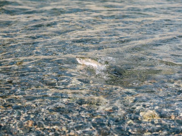 Fisch im Stanglwirt Angelrevier