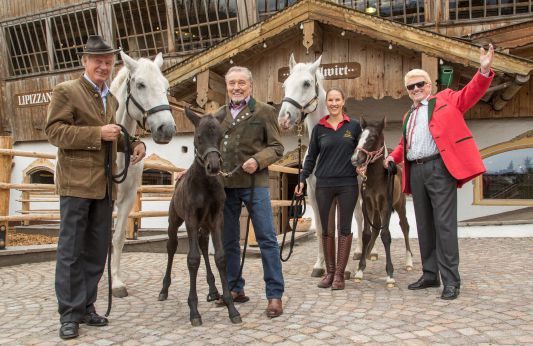 Karell Gott mit Fohlen Sambata & Heino mit Fohlen Siglavi Avanza II