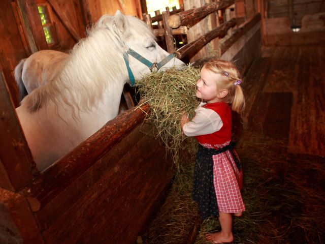 Ponys streicheln