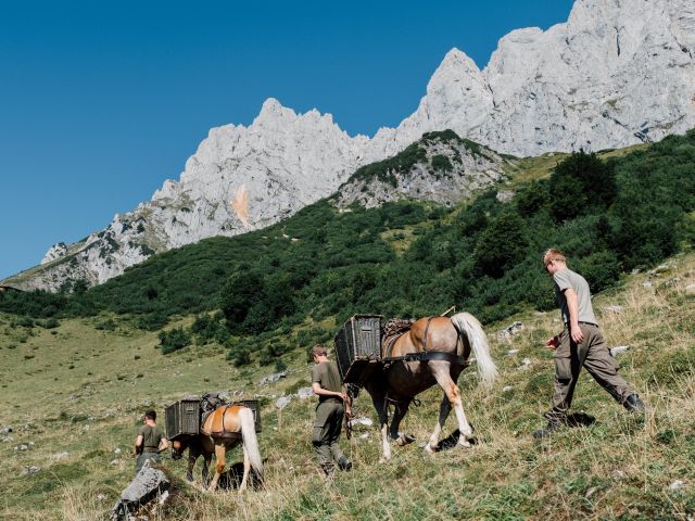 Haflinger auf dem Weg